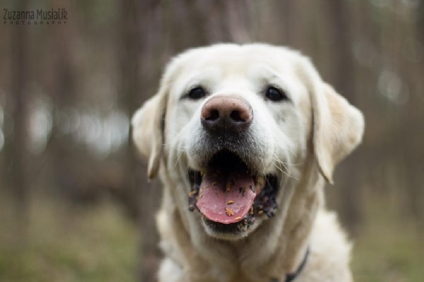 Kult W Typie Labradora Szuka Domu 2